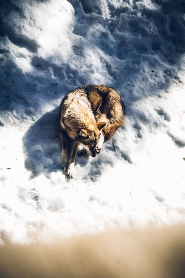 Wolf enclosure Srní
