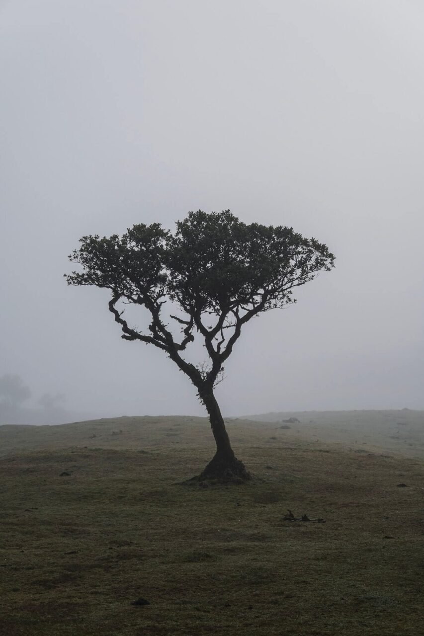 The end of an era? Fanal in Madeira has new rules. Is it still worth a visit? 1 Fanal Forest