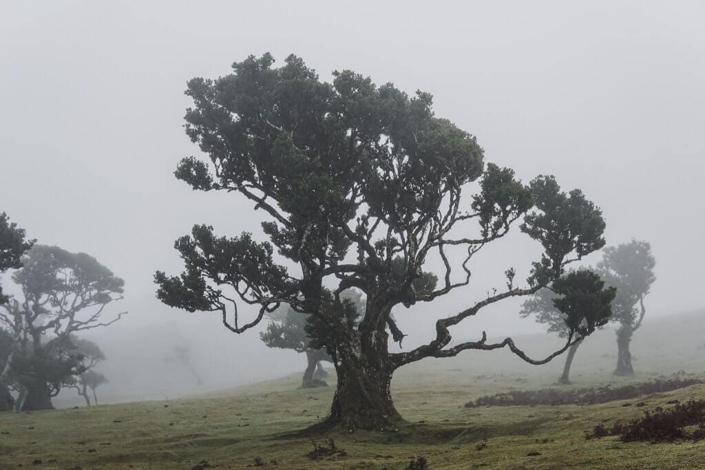 The end of an era? Fanal in Madeira has new rules. Is it still worth a visit?