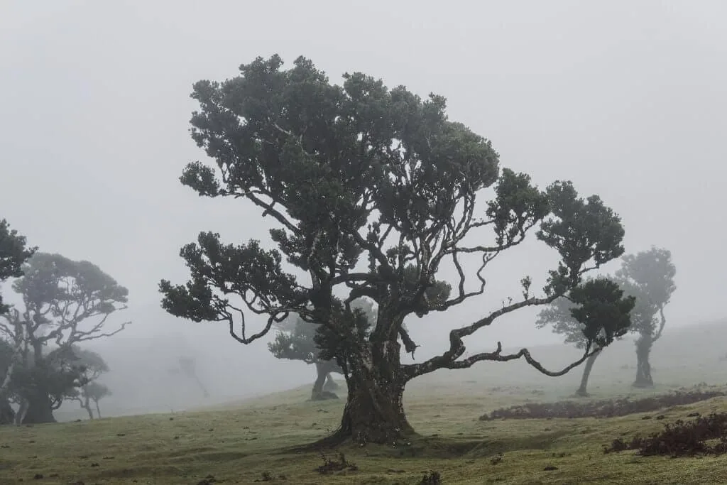 The end of an era? Fanal in Madeira has new rules. Is it still worth a visit?
