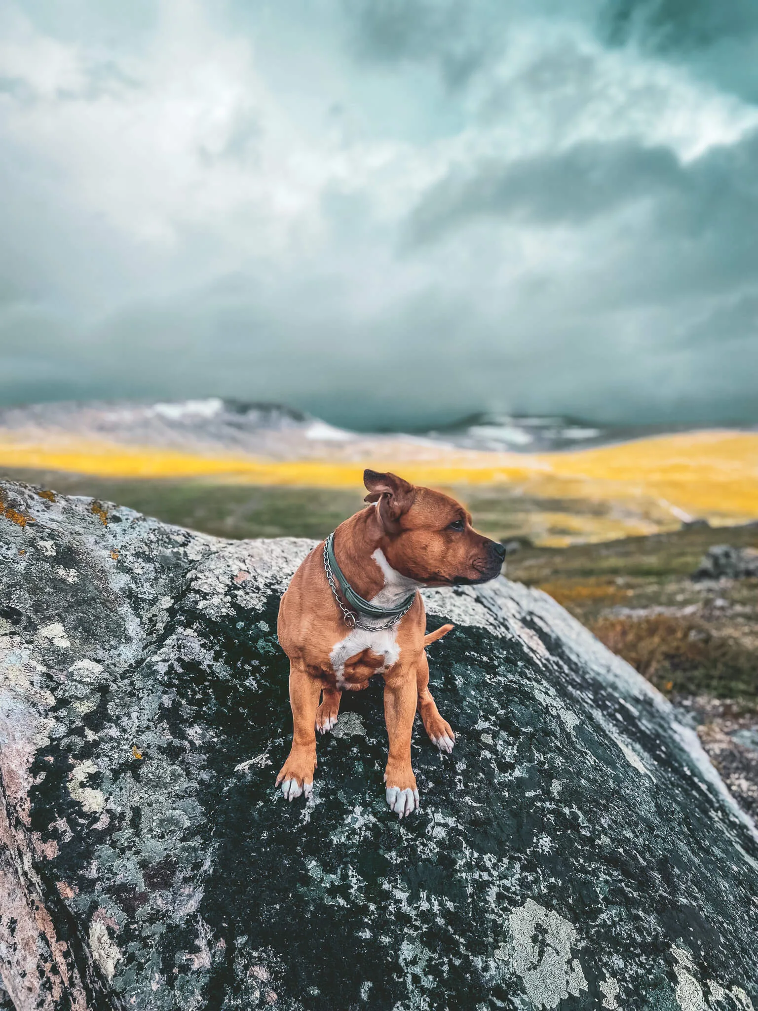 Arctic circle centre - Saltfjellveien, Storforshei