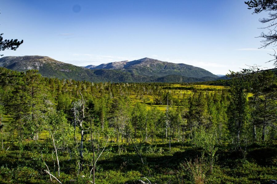 Ånderdalen National Park