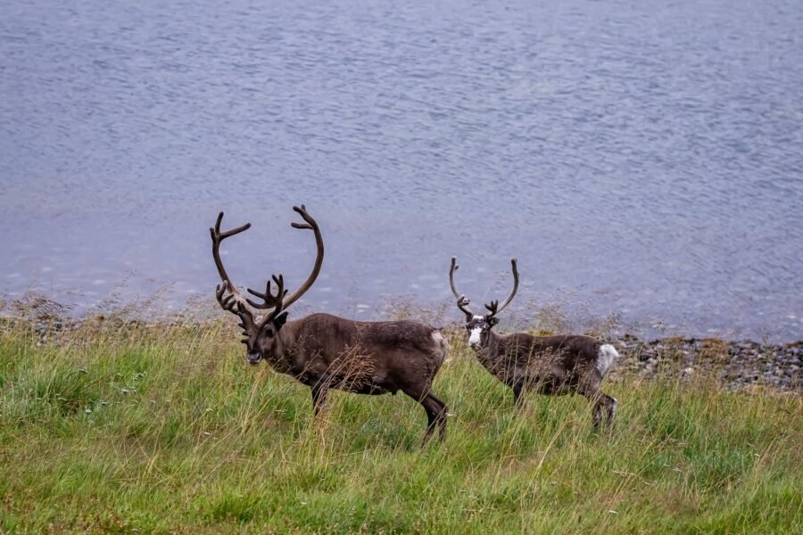 Nordkapp