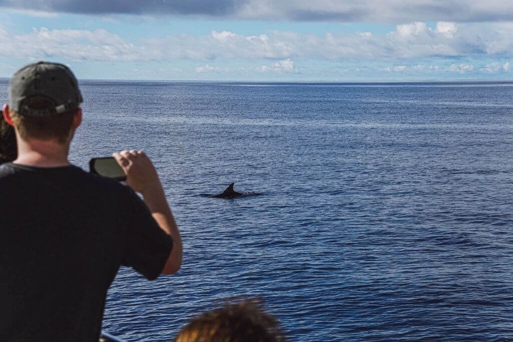 A boat trip to see dolphins in Madeira? Tourist trap that is worth it