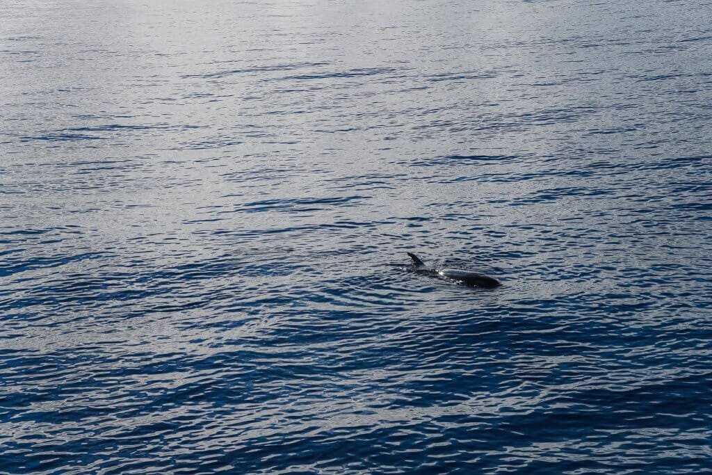 A boat trip to see dolphins in Madeira? Tourist trap that is worth it