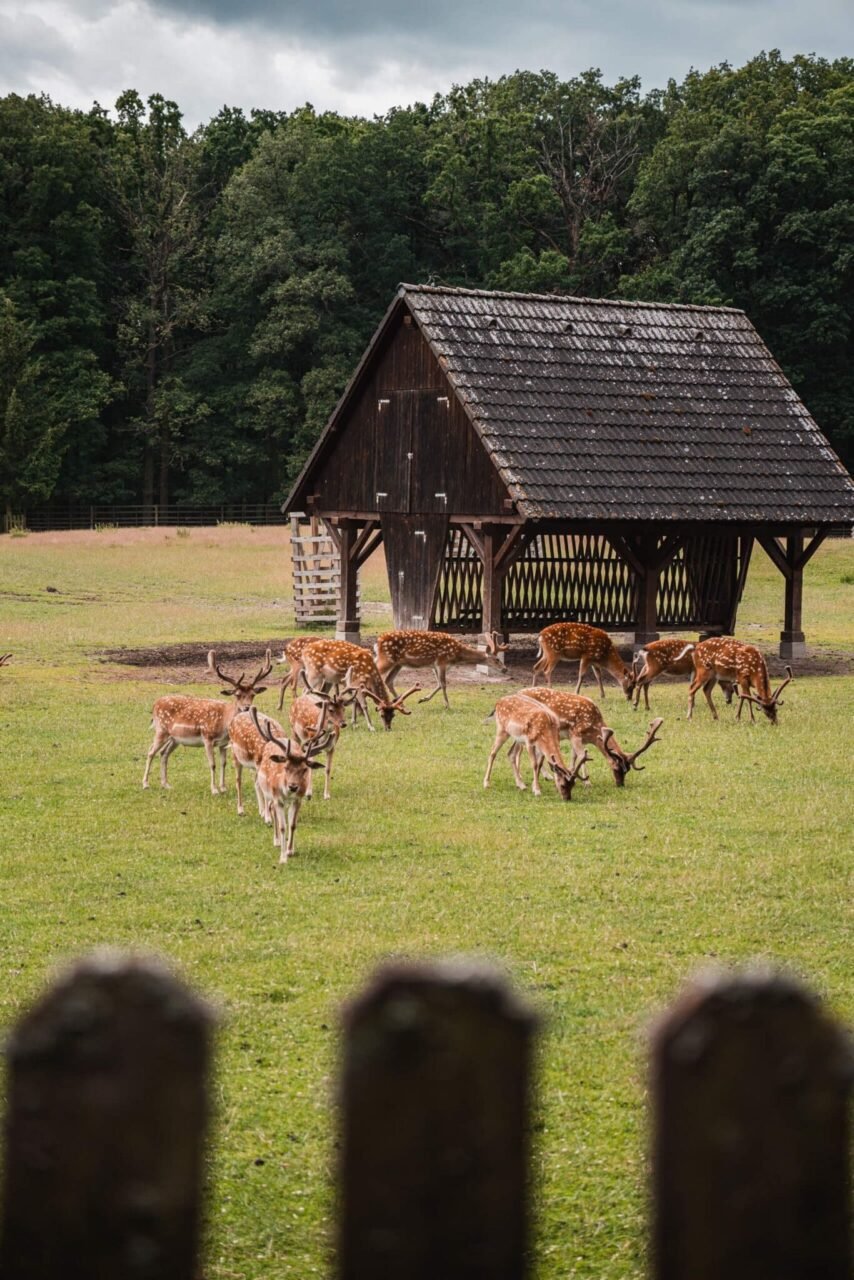 Tipy na nejkrásnější naučné stezky a rašeliniště v Česku 1 Naučná stezka Lánská obora
