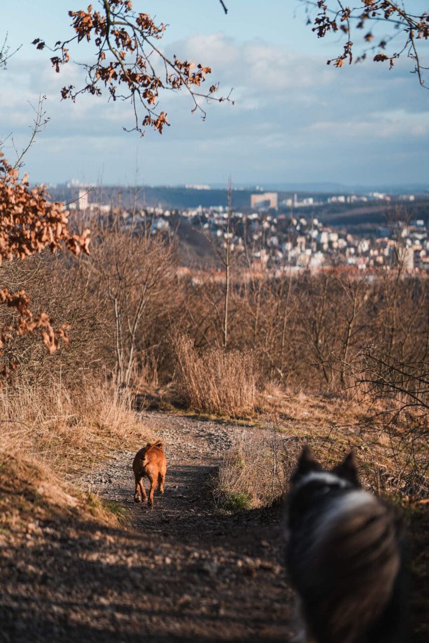 Kam vyrazit se psem na výlet? Tipy na místa po celém Česku 1 Ctirad (Děvín)