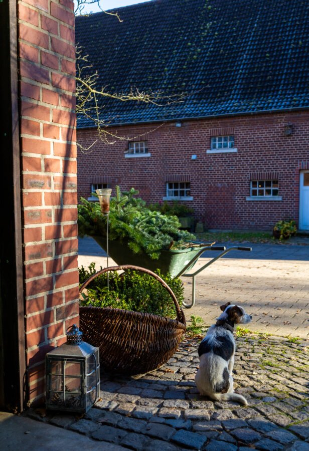 Christmas at Hof Renfert-Deitermann