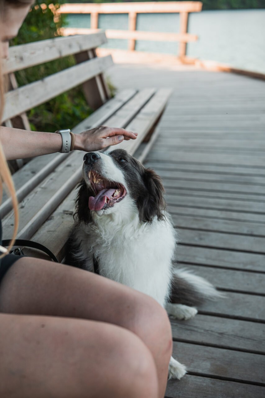 Slovenia with dog 2026: Complete guide and tips for a dog-friendly holiday