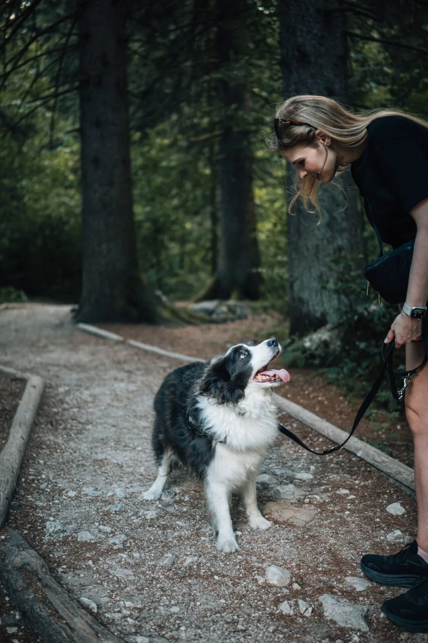 Slovenia with dog 2026: Complete guide and tips for a dog-friendly holiday