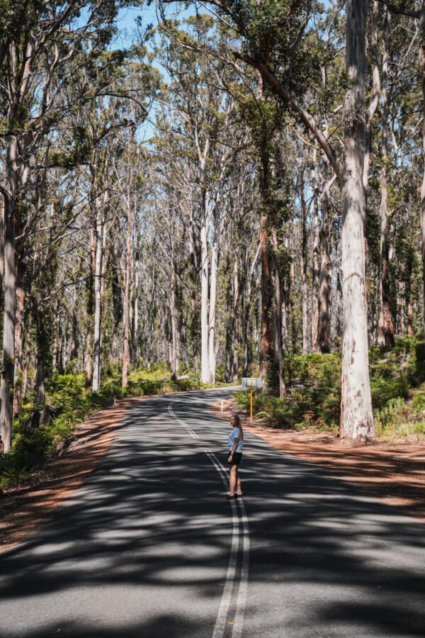 Boranup Forest Viewpoint