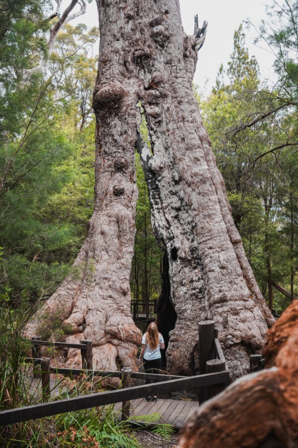 Giant Tingle Tree