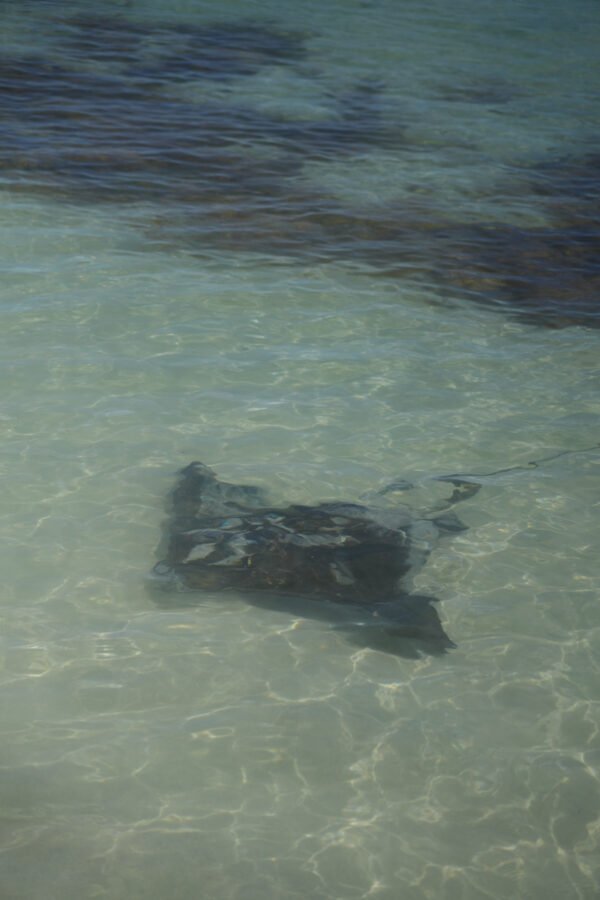 Hamelin Bay Beach