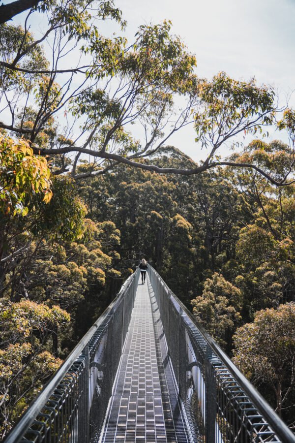 Valley of the Giants Tree Top Walk
